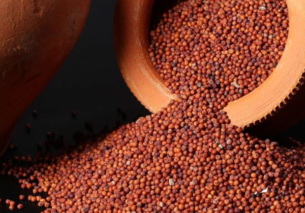 Finger Millet