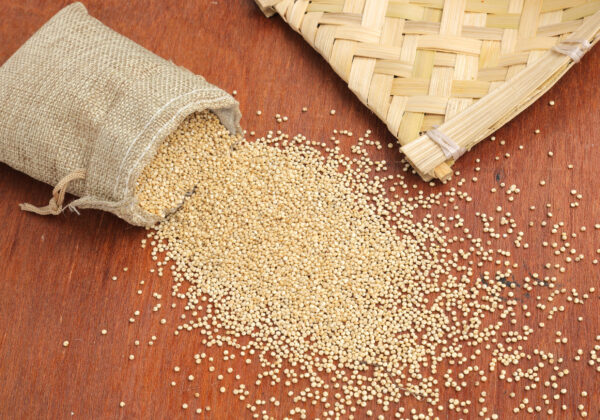 Little Millet